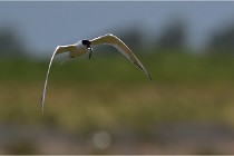 TEXEL HOLLANDE 17-05-27 03275   Photos ACG 2017