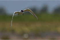 TEXEL HOLLANDE 17-05-27 03275  01  Photos ACG 2017