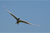 TEXEL HOLLANDE 17-05-27 03276   Photos ACG 2017