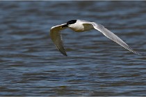 TEXEL HOLLANDE 17-05-27 03278   Photos ACG 2017