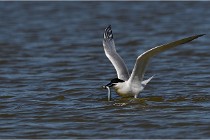 TEXEL HOLLANDE 17-05-27 03290   Photos ACG 2017