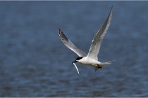 TEXEL HOLLANDE 17-05-27 03292   Photos ACG 2017