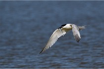 TEXEL HOLLANDE 17-05-27 03293   Photos ACG 2017