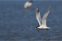 TEXEL HOLLANDE 17-05-27 03294   Photos ACG 2017
