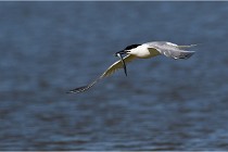TEXEL HOLLANDE 17-05-27 03295   Photos ACG 2017