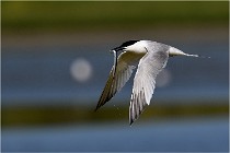 TEXEL HOLLANDE 17-05-27 03296   Photos ACG 2017