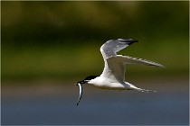 TEXEL HOLLANDE 17-05-27 03297   Photos ACG 2017