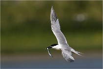 TEXEL HOLLANDE 17-05-27 03298   Photos ACG 2017