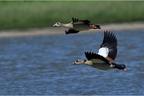 TEXEL HOLLANDE 17-05-27 03299   Photos ACG 2017