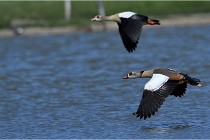 TEXEL HOLLANDE 17-05-27 03300   Photos ACG 2017