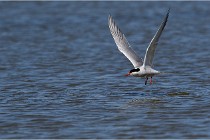TEXEL HOLLANDE 17-05-27 03308   Photos ACG 2017