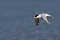 TEXEL HOLLANDE 17-05-27 03326   Photos ACG 2017