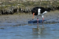 TEXEL HOLLANDE 17-05-27 03334   Photos ACG 2017