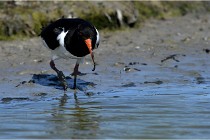 TEXEL HOLLANDE 17-05-27 03358   Photos ACG 2017