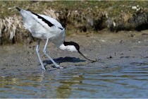 TEXEL HOLLANDE 17-05-27 03376   Photos ACG 2017