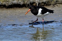 TEXEL HOLLANDE 17-05-27 03406   Photos ACG 2017