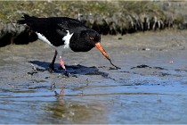 TEXEL HOLLANDE 17-05-27 03417   Photos ACG 2017
