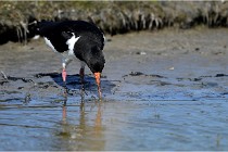 TEXEL HOLLANDE 17-05-27 03421   Photos ACG 2017