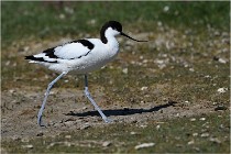 TEXEL HOLLANDE 17-05-27 03426   Photos ACG 2017