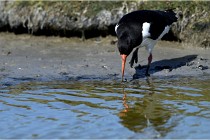TEXEL HOLLANDE 17-05-27 03443   Photos ACG 2017