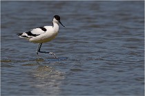 TEXEL HOLLANDE 17-05-27 03470   Photos ACG 2017