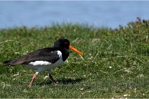 TEXEL HOLLANDE 17-05-27 03476   Photos ACG 2017