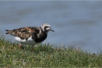 TEXEL HOLLANDE 17-05-27 03508   Photos ACG 2017
