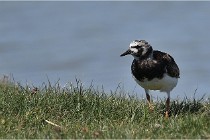 TEXEL HOLLANDE 17-05-27 03520   Photos ACG 2017