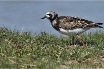 TEXEL HOLLANDE 17-05-27 03528   Photos ACG 2017