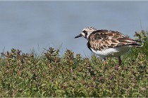 TEXEL HOLLANDE 17-05-27 03559   Photos ACG 2017