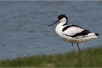 TEXEL HOLLANDE 17-05-27 03561   Photos ACG 2017
