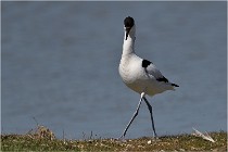 TEXEL HOLLANDE 17-05-27 03567   Photos ACG 2017
