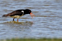 TEXEL HOLLANDE 17-05-27 03570   Photos ACG 2017