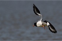 TEXEL HOLLANDE 17-05-27 03588   Photos ACG 2017
