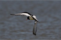 TEXEL HOLLANDE 17-05-27 03590   Photos ACG 2017