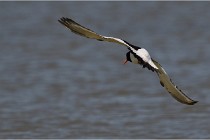 TEXEL HOLLANDE 17-05-27 03591   Photos ACG 2017