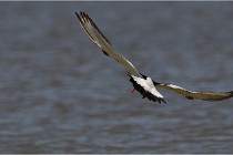 TEXEL HOLLANDE 17-05-27 03592   Photos ACG 2017