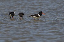 TEXEL HOLLANDE 17-05-27 03605   Photos ACG 2017