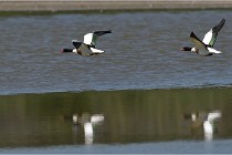 TEXEL HOLLANDE 17-05-27 03688  01  Photos ACG 2017