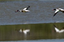 TEXEL HOLLANDE 17-05-27 03689  01  Photos ACG 2017