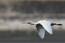 TEXEL HOLLANDE 17-05-27 03716   Photos ACG 2017