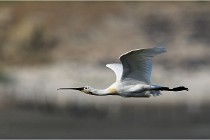 TEXEL HOLLANDE 17-05-27 03717   Photos ACG 2017