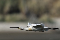 TEXEL HOLLANDE 17-05-27 03718   Photos ACG 2017