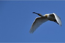 TEXEL HOLLANDE 17-05-27 03724   Photos ACG 2017