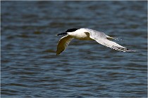 TEXEL HOLLANDE 17-05-27 08185   Photos ACG 2017