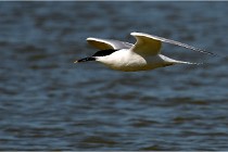TEXEL HOLLANDE 17-05-27 08186   Photos ACG 2017