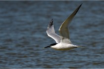 TEXEL HOLLANDE 17-05-27 08187   Photos ACG 2017