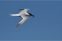TEXEL HOLLANDE 17-05-27 08204   Photos ACG 2017