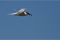 TEXEL HOLLANDE 17-05-27 08206   Photos ACG 2017