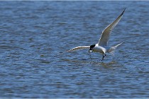 TEXEL HOLLANDE 17-05-27 08213   Photos ACG 2017